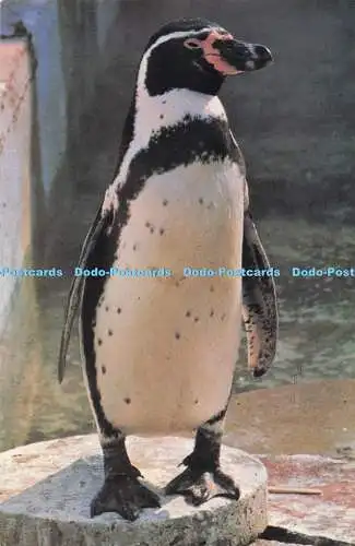 R706614 Colchester Zoo. Federpuppe. Antarktisch. Fidelity Color Postkarte. Fidelity Cre