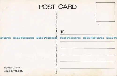 R706614 Colchester Zoo. Federpuppe. Antarktisch. Fidelity Color Postkarte. Fidelity Cre