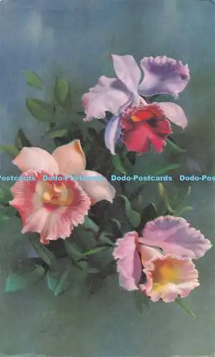 R706716 Rosen. Postkarte