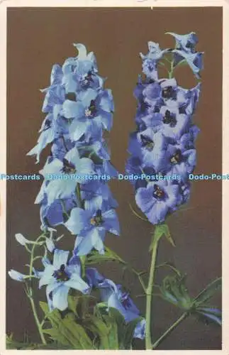 R707927 Rittersporn. Photochromie-Offset. Serie. 651. Nr. 1840