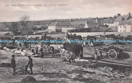 Trikot R708847. Seeunkrautsammler. Le Hocq. Postkarte