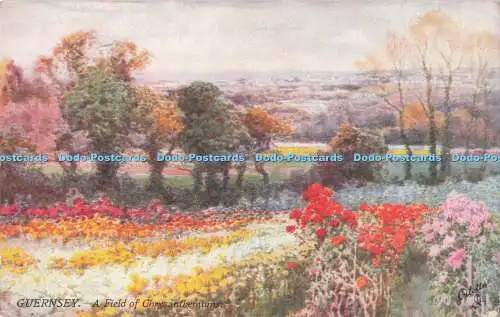 R713193 Guernsey. Ein Feld von Chrysanthemen. stecken. Oilette. Serie. I. 7317. Henne