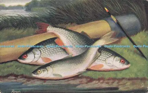 R712814 Fisch. stecken. Oilette. 1549. Rotauge. PM. Liverpool. 1905