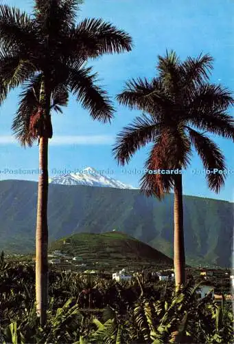 D151964 Puerto de la Cruz. Teneriffa. Ro Foto. Nr. 317