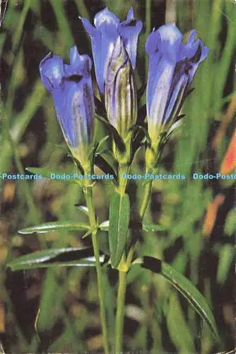 D151993 Marsh Entian. Das Herrenhaus. Glatze. Mansell