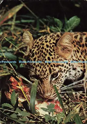 D154900 Leopard. Mit dem Kill. Ostafrika. Frank. RP