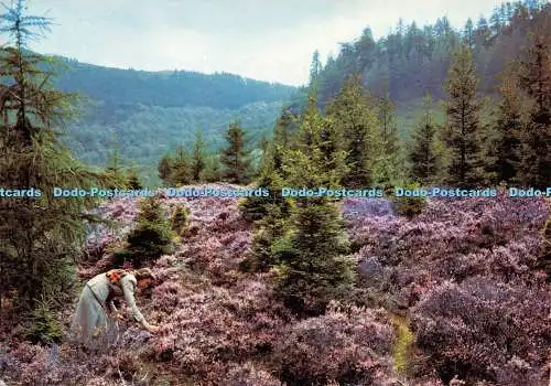 D013677 Heidekraut in Schottland. Dixon. 1979