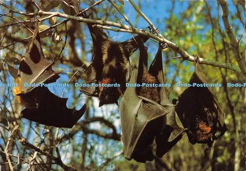 D019064 Flying Fox. Murray View. Australian Made