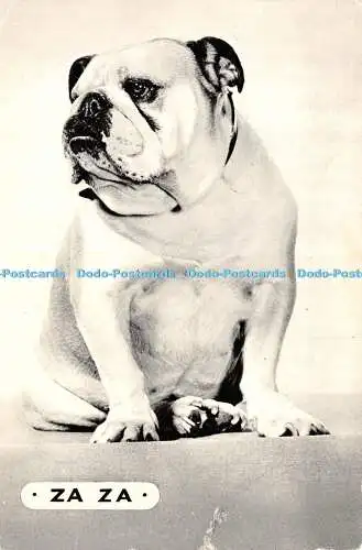 D021046 Zaza. The Shell Bulldog