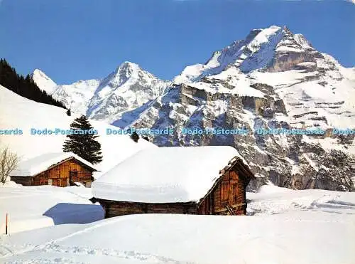 D016518 Murren Eiger Mönch und Jungfrau. Stehli. Nr 2734