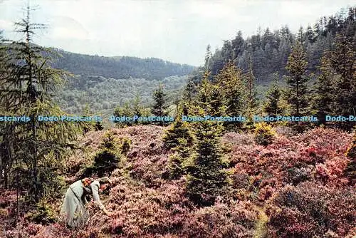 D021295 Heidekraut in Schottland. Dixon. 1965