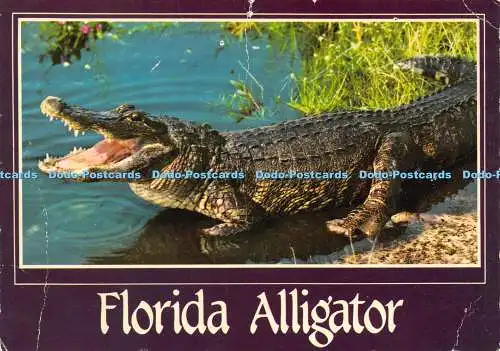 D021536 Florida Alligator. Hinde