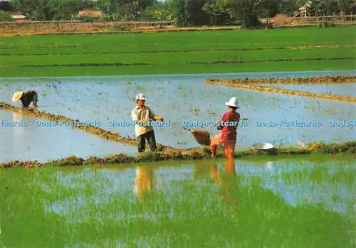 D016936 Dayly Life of Vietnam. Schaufelbewässerung. 1998