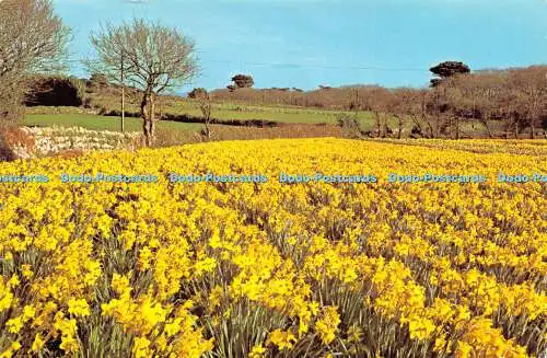 D021800 Ein Blumenfeld auf St. Marien. Scilly-Inseln. F. E. Gibson. 1983