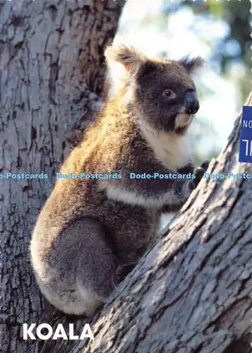 D021905 Koala. Australien. McKelvey. Terry Castle