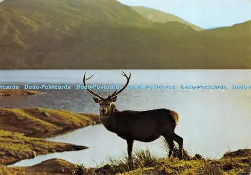 D017291 Ein Hochlandhirsch am Lochside. R. Matassa. 1987