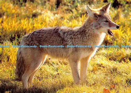 D017308 Coyote. Elk Island Nationalpark. Alberta. Halle Flygare. Dekor