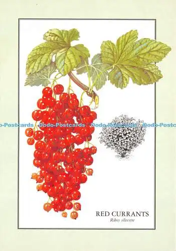 D020303 Rote Johannisbeeren. Ribes silvestre. 1977. The Readers Digest Association. Col