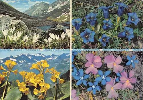 D017434 Alpenblumen. A. Kiener. Multi View