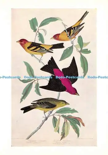 D020399 J. J. Audubon. Louisiana und Scarlet Tanager. The Birds of America. Vict