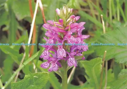 D022684 Orchidee. Postkarte