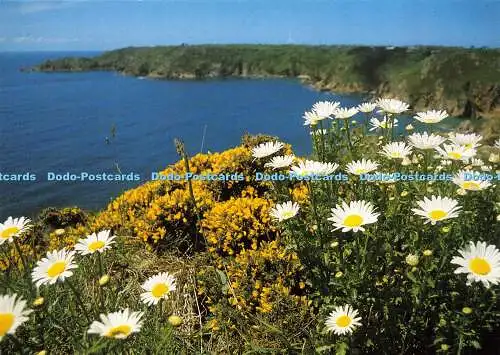 D018053 Guernsey. Frühlingsblumen bei Icart. Eric Ferbrache. Richter