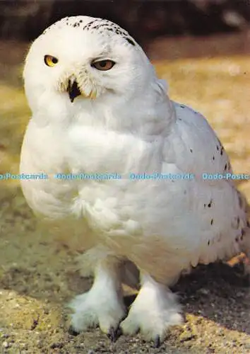 D022903 Schneeeule. Birdworld Holt Pound. In der Nähe von Farnham. Surrey. Beric Tempest