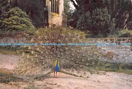 D022916 Brownsea Island. Pfau. Dixon. 1967