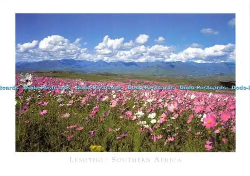 D023339 Lesotho. Südliches Afrika. Kunstverlag