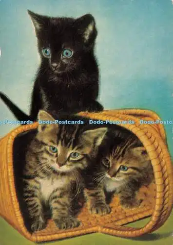 D034019 Junge Hauskatzen. Schuster. 8719. Michel Kunstverlag. Kätzchen. Katzen