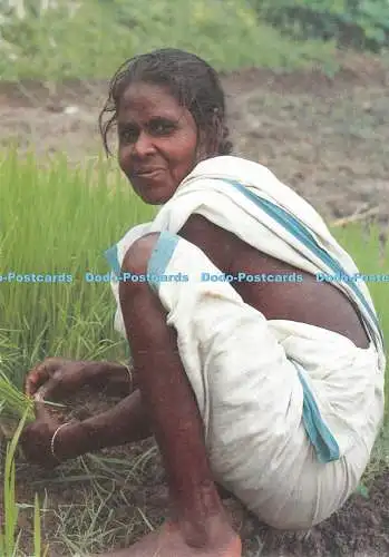 D034494 Frau pflanzt Reis in Udaynarayanpur. Indien. Deswos. Deutsche Entwicklungslu