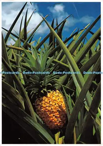 D034585 602. Eine leckere. Schöne und reife hawaiianische Ananas wartet darauf, Pi zu sein