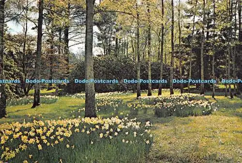 D034742 Narzissen in Sheffield Park. Sussex 2475. Dixon
