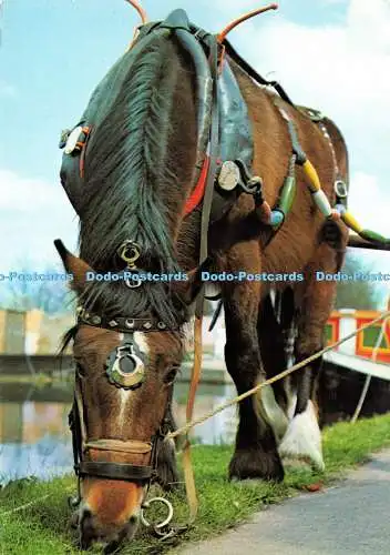 D035285 Bootspferd Primel im traditionellen Geschirr am Kennet- und Avon-Kanal.
