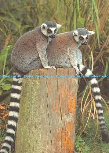 D035305 Ringschwanzlemur. Madagaskar genießen ihre Waldheimat im Zoo-Grund