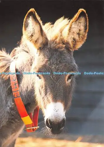D035724 Devon. The Donkey Sanctuary. Sidmouth. Dan Bryan. 1999