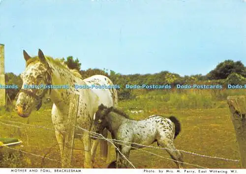 D065303 Bracklesham. Mutter und Fohlen. Federation of Women Institutes. Frau M. Pe
