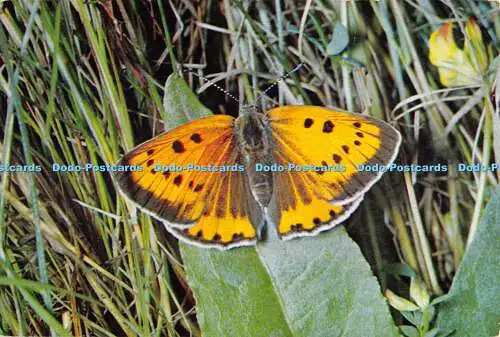 D068919 Schmetterling. Buchse groß Kupfer. George E. Hyde. Dixon. Lycaena dispar su