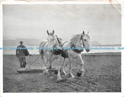 D067692 Ein Mann mit zwei Pferden behandelt das Feld. Postkarte