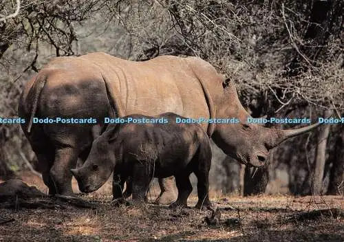 D067932 Krüger Nationalpark. Weißes Nashorn. Kunstverlag. Nigel Dennis. Nein