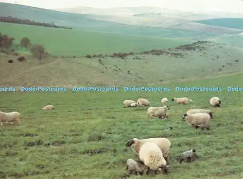 D069550 Lämmer auf Salisbury Plain. Wiltshire Federation of Womens Institutes