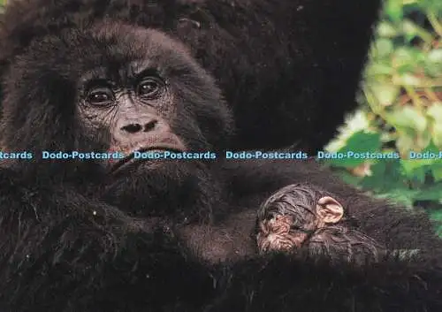 D068103 Neu eingetroffen am Berg. Virunga Nationalpark. Zaire. Berggorilla.