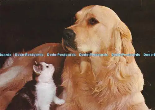 D068104 Hund und Katze. Valentinstag. 1969. XT. 125