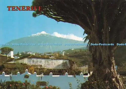 D068107 Teneriffa. 3102. Icod. Teneriffa. Drago Milenario. Perla. P.A.G.S.A. Garci