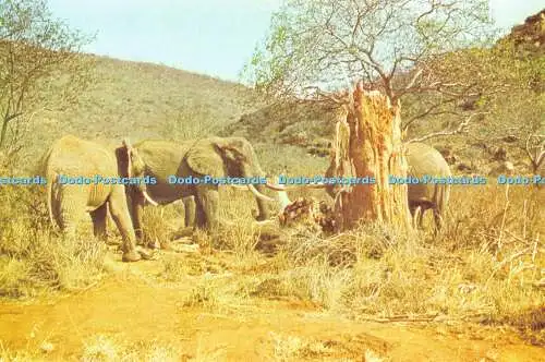 D066304 Elefant und Affenbrot. East African Wild Life Society. Kenia Litho. Peter