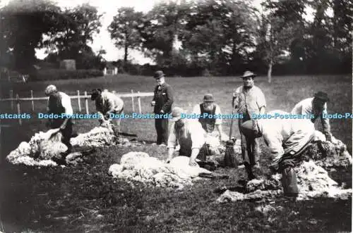 D066339 Hampshire. Winslade. Mr. Barton und Shearers auf der Hackwood Farm. Hampshire
