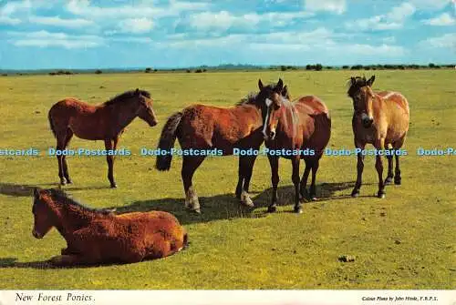 D071403 New Forest Ponys. Hinde. Donner und Clayden