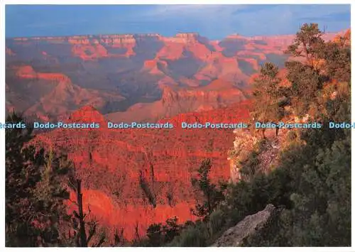 D071640 Arizona. Grand Canyon Nationalpark. Westlich von Mather Point. Schlag. Ron T