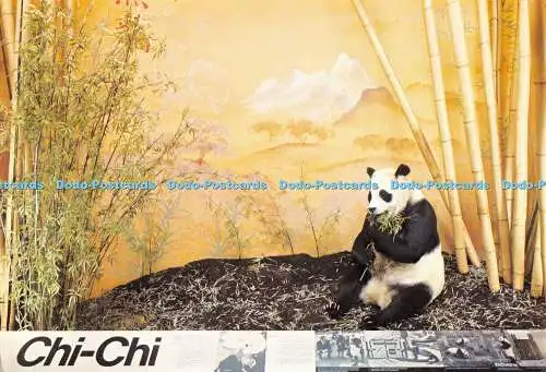 D071824 British Museum. Chi Chi. Riesenpanda. Karte A 15