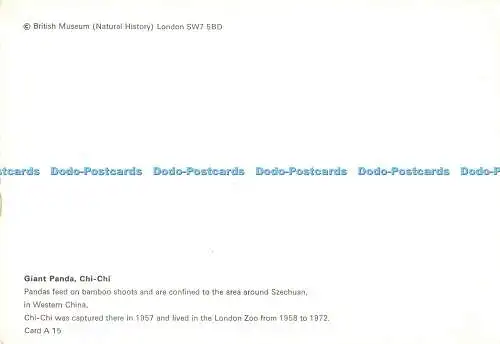 D071824 British Museum. Chi Chi. Riesenpanda. Karte A 15